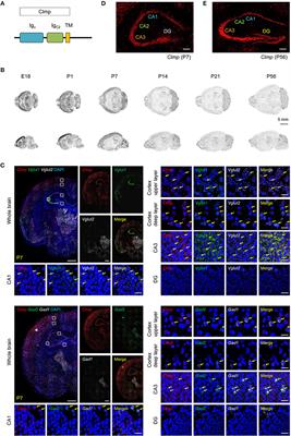 Clmp Regulates AMPA and Kainate Receptor Responses in the Neonatal Hippocampal CA3 and Kainate Seizure Susceptibility in Mice